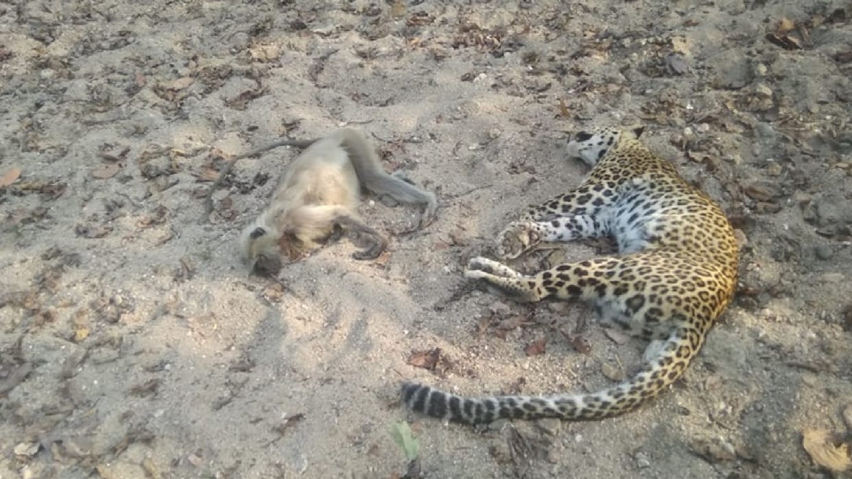 Madhya Pradesh: Leopard dies after falling in Pench Tiger Reserve, accident happened while climbing 25 feet high tree with prey