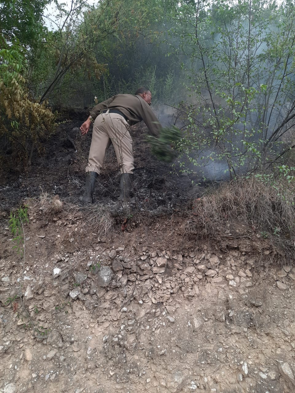 350 trees of pomegranate and plum burnt
