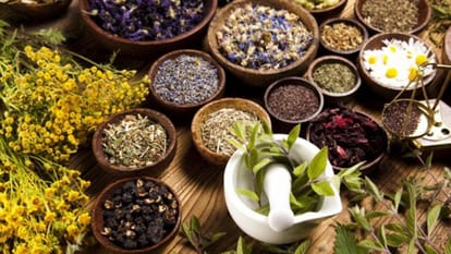 WHO GCTM Global Center for Traditional Medicine India Could be Game Changer Know All About News in Hindi