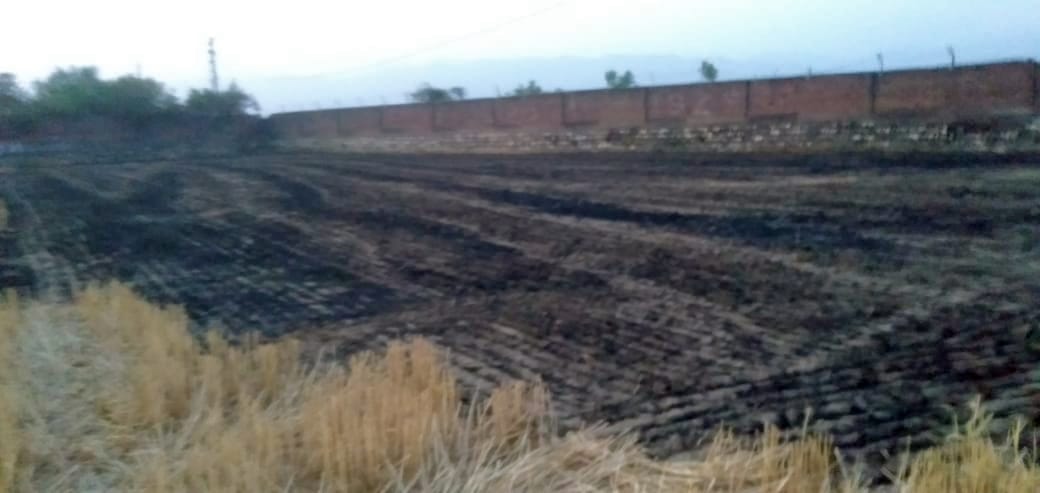 wheat crops brunt on 30 bigha land in patliyo ponta sahib sirmaur