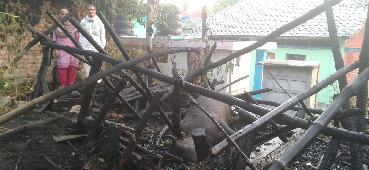 Cowshed ashes, two bulls tied inside also burnt alive