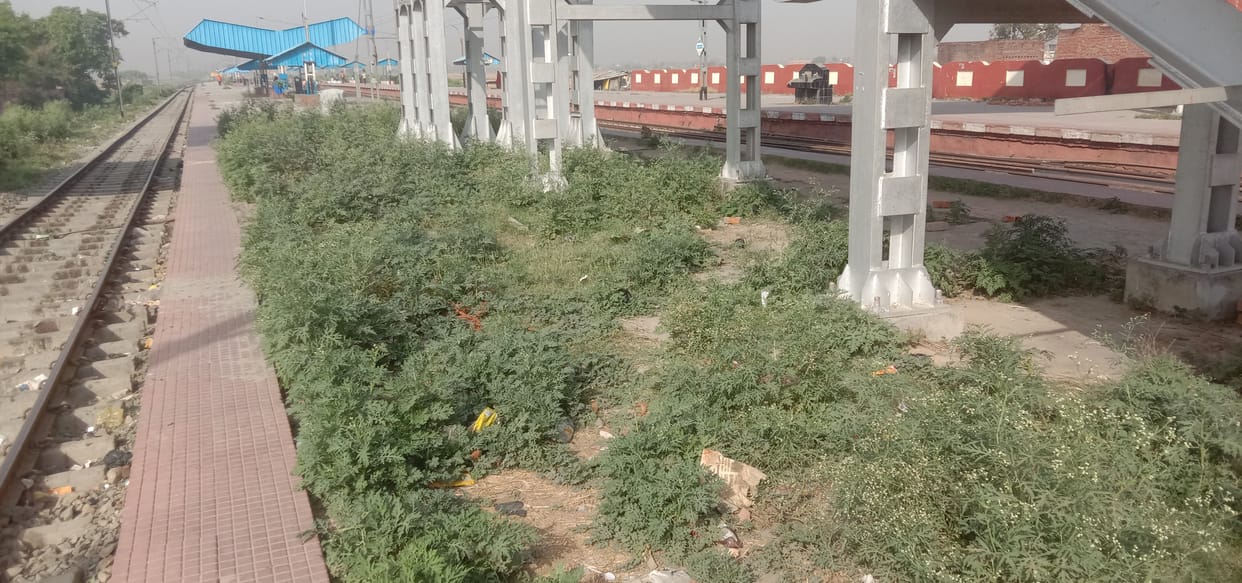 Grass grew on the platform, it was difficult to get on and off the train