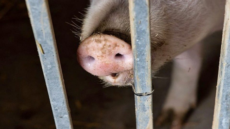 African Swine Flu Spreading Tripura Goverment Order to Kill the Pigs on Large Scale News in Hindi