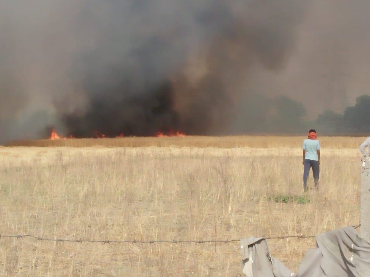 30 bighas of wheat crop destroyed by fire
