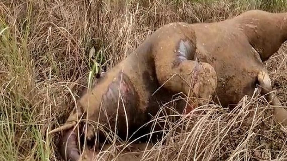 Chhattisgarh: Elephant found dead in Gariaband district