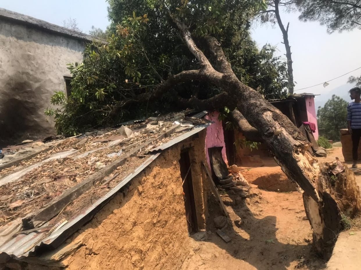 Tree Falls In  House