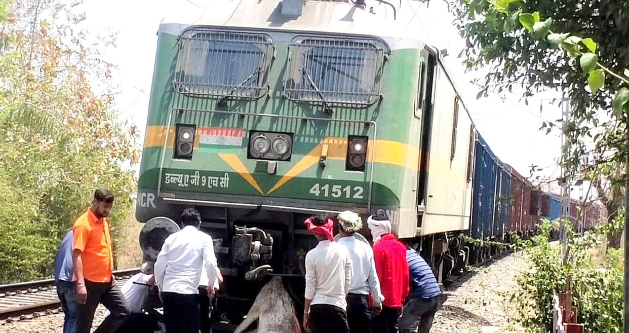 animal got trapped in the engine of the goods train in Chitrakoot 