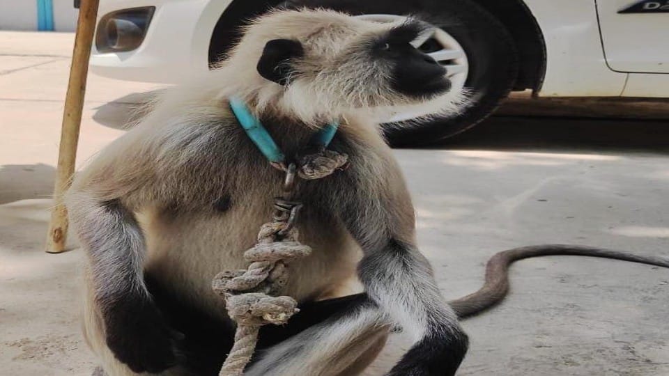 Wildlife SOS rescues langur from posh colony in agra