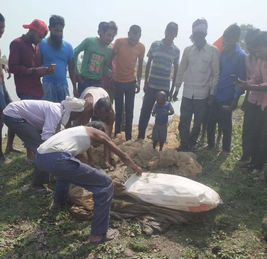 Crocodile found in the pond of Pagar village, the forest department team left it in the river