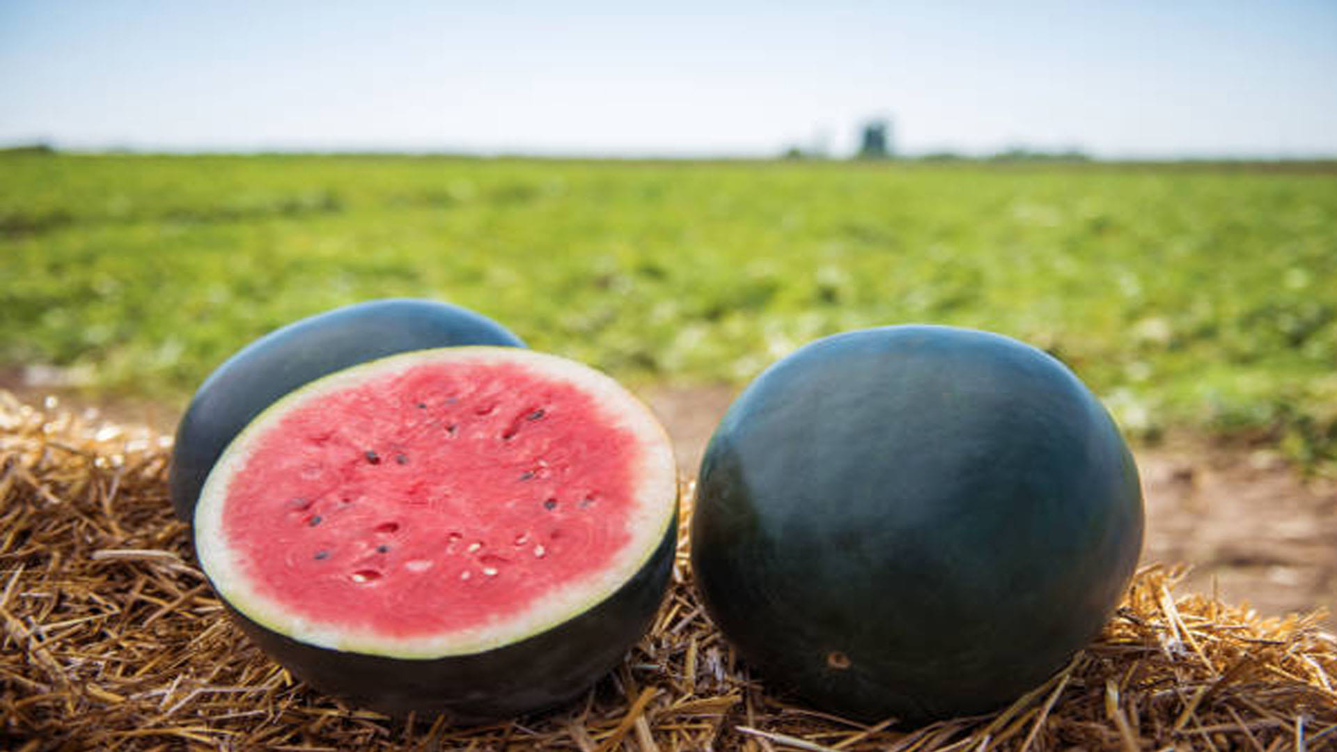 Tips To Buy Sweet Watermelon Mithe Tarbuj ki Pahchan Kaise karen
