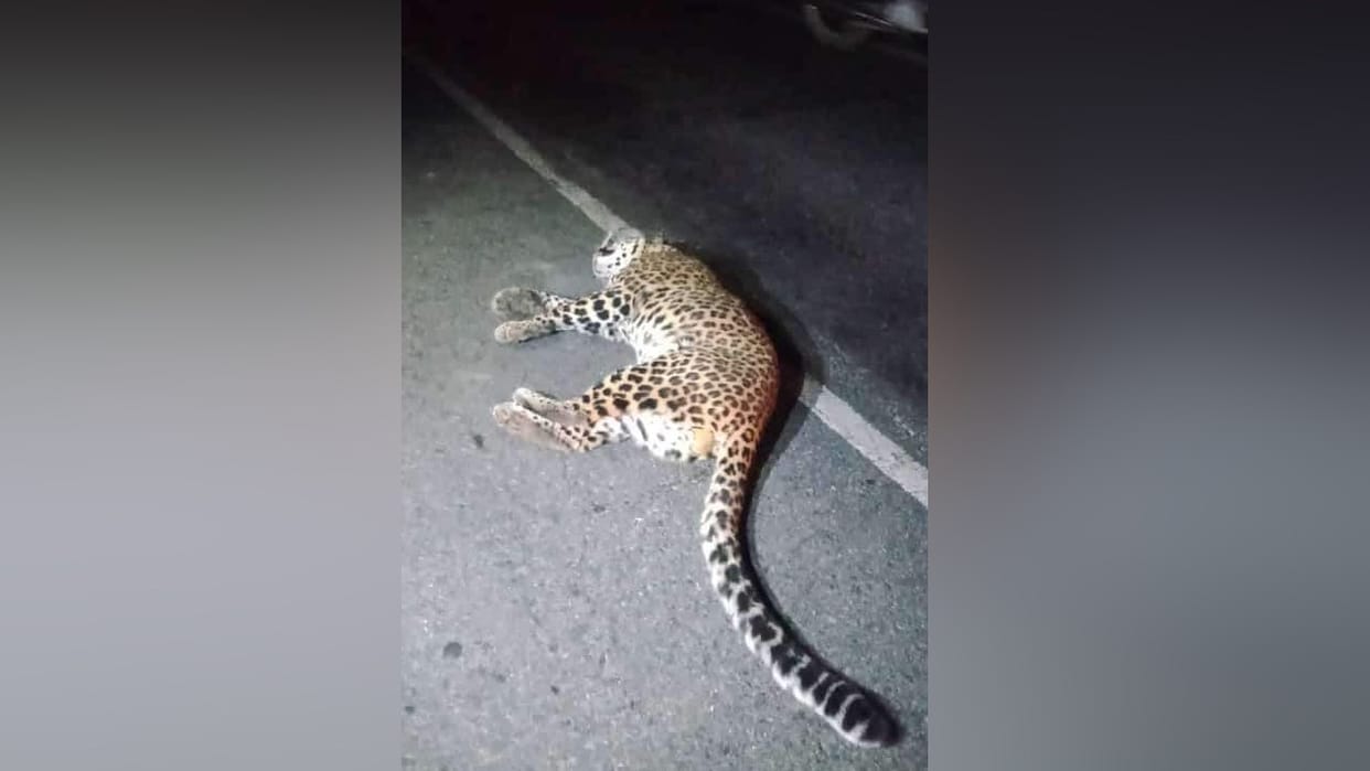 Leopard Killed After Being Hit By Truck in Sirmour Himachal Pradesh