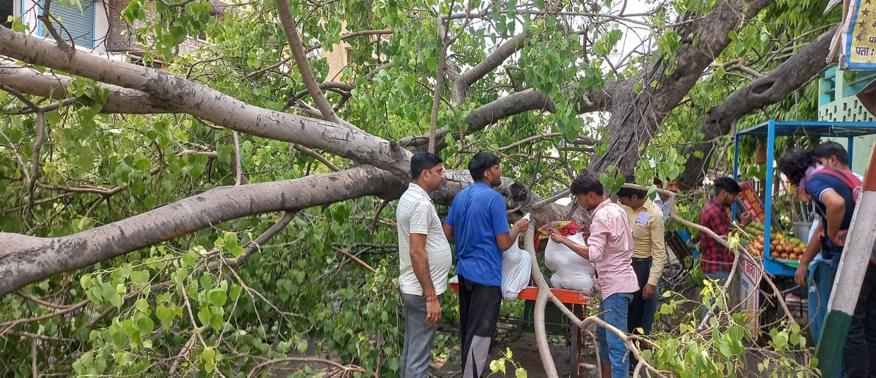 Old peepal tree fell down, three people injured