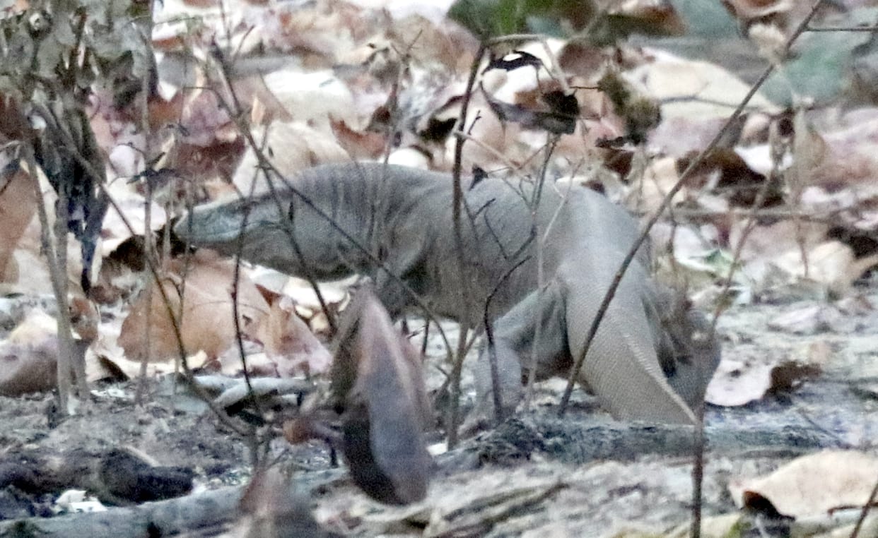 Wildlife is suffering due to heat, water hall becomes Sahara