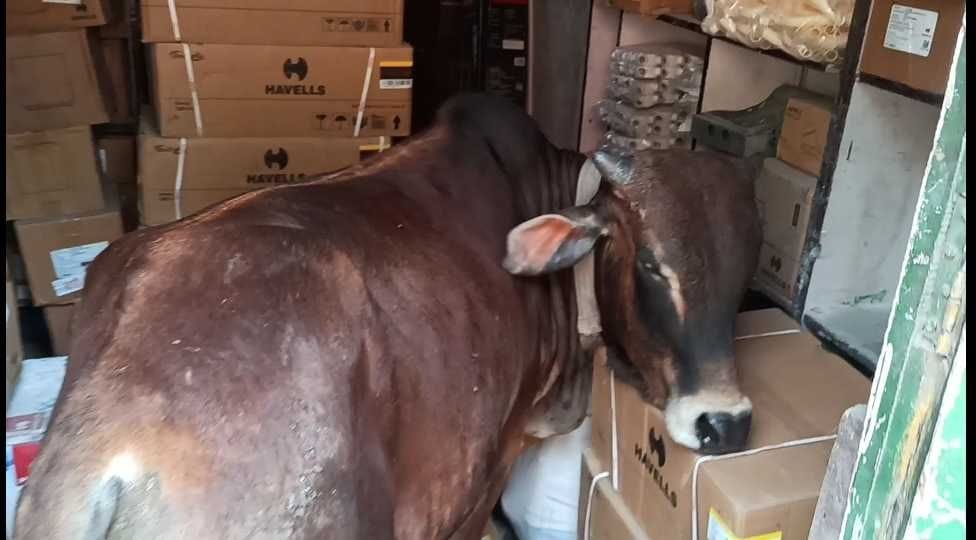 Bull is a big crisis in Bageshwar