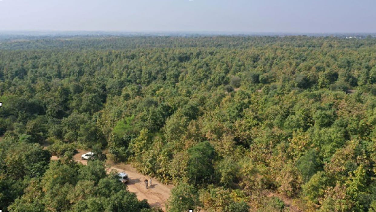 City forests will be developed in five cities including Gurugram Palwal of Haryana