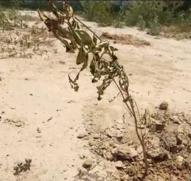 Greenery on paper, desolate on the ground, this is the reality of plantation