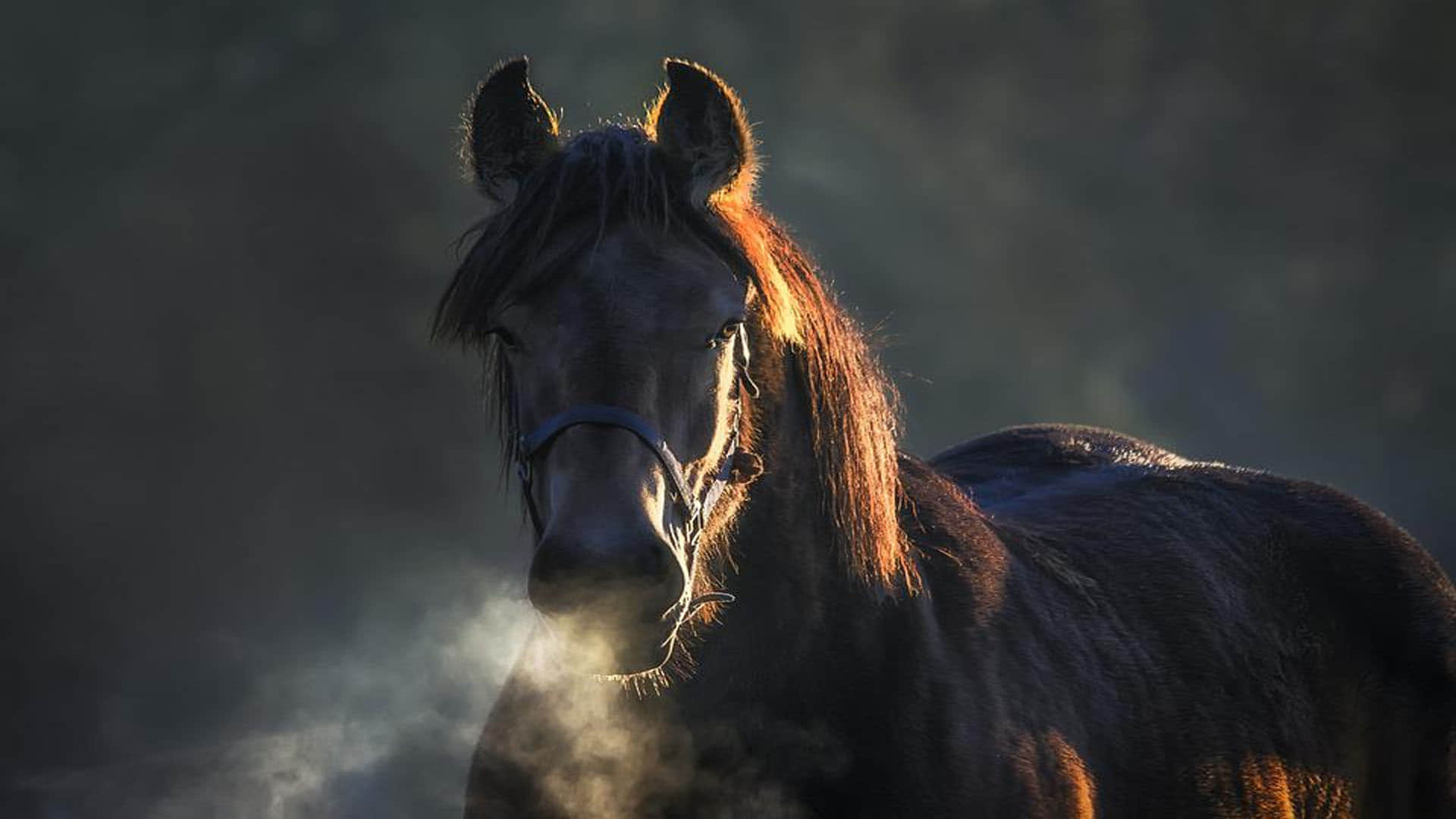 cheating with a person in the black horse purchase in punjab