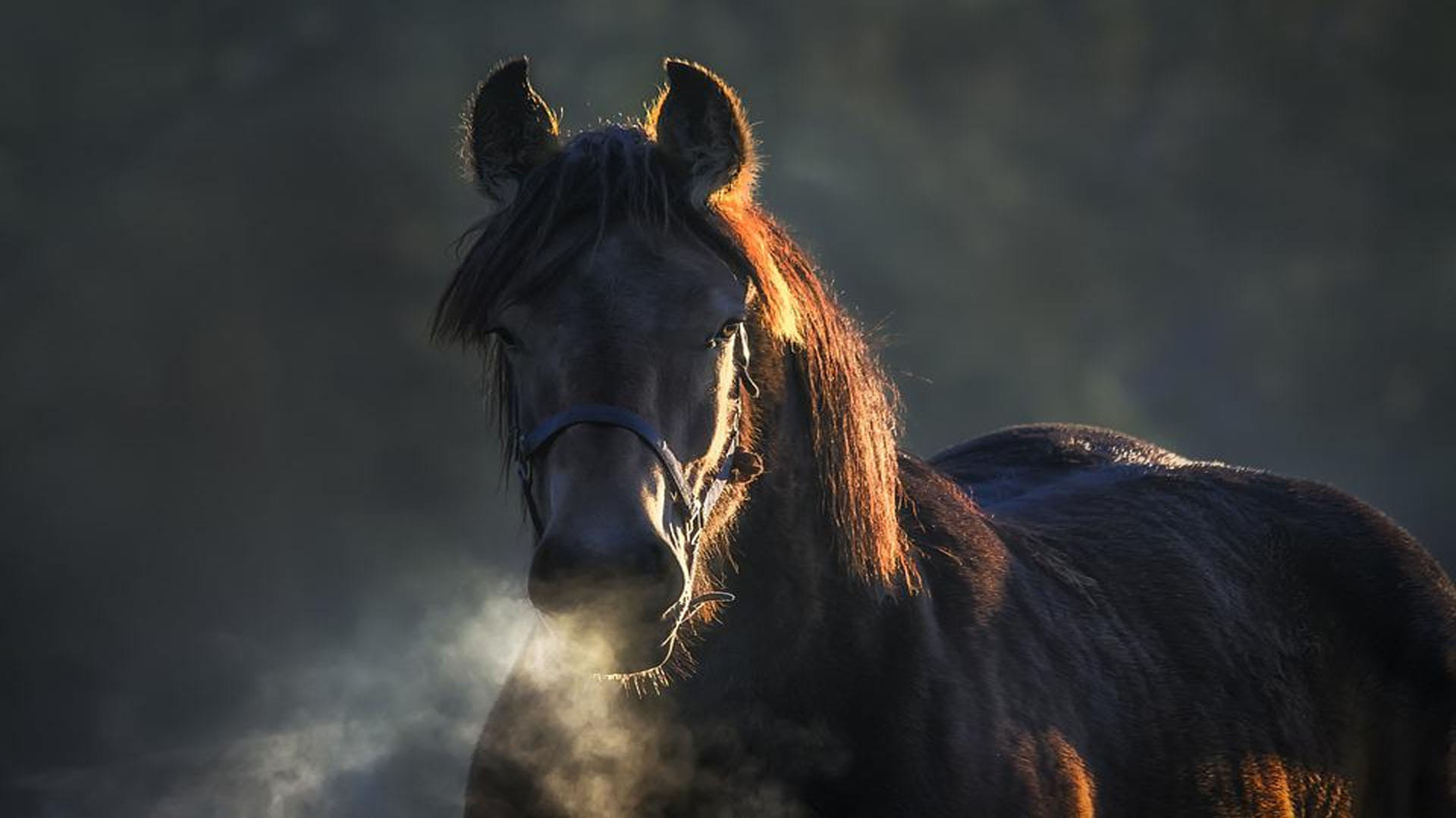 cheating with a person in the black horse purchase in punjab