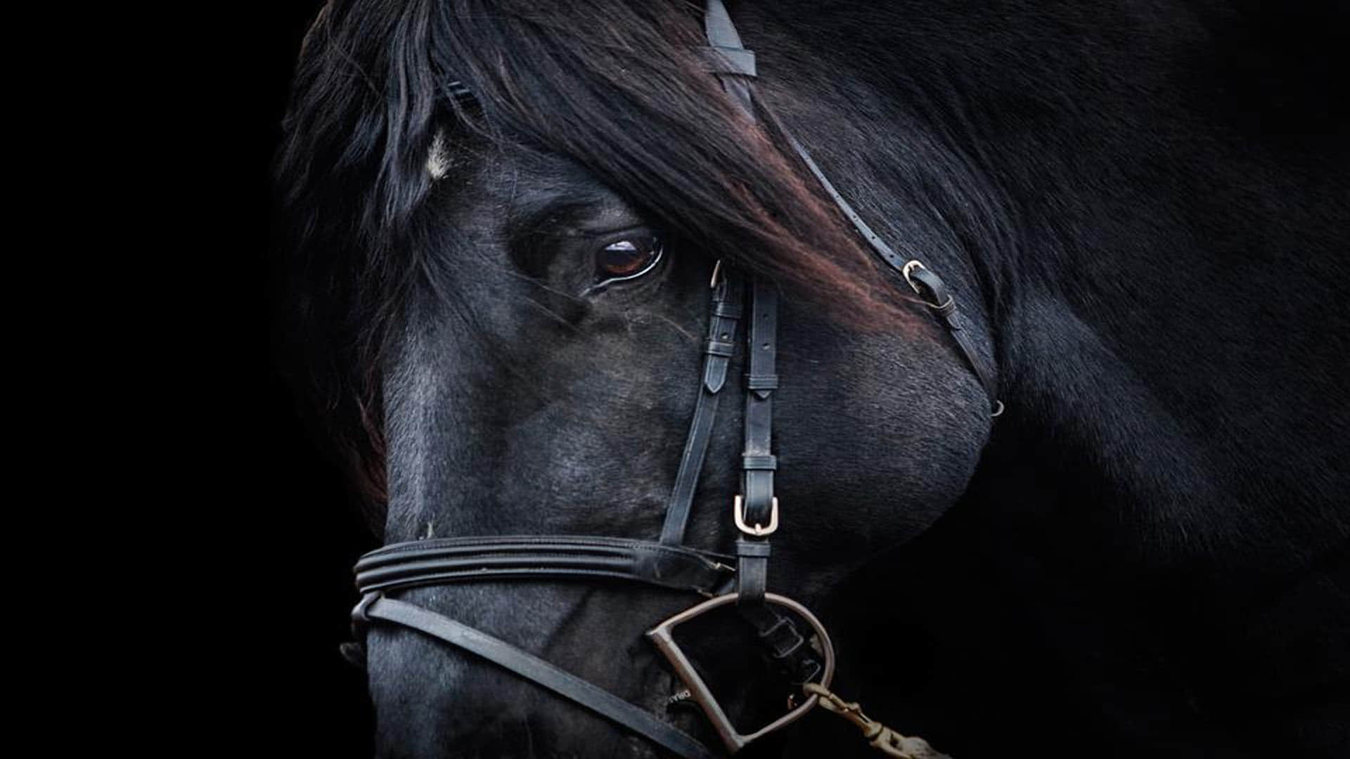 cheating with a person in the black horse purchase in punjab