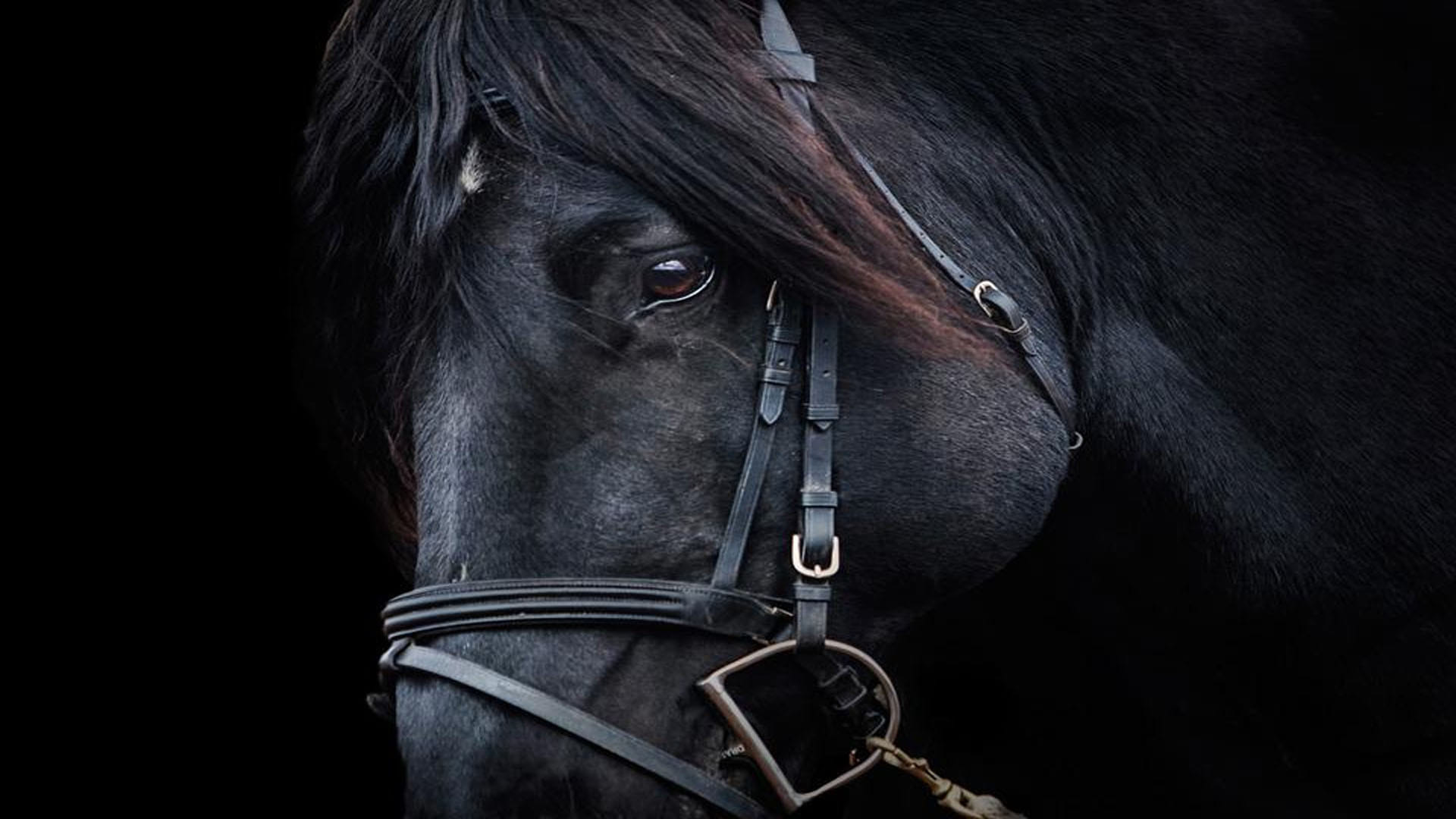 cheating with a person in the black horse purchase in punjab