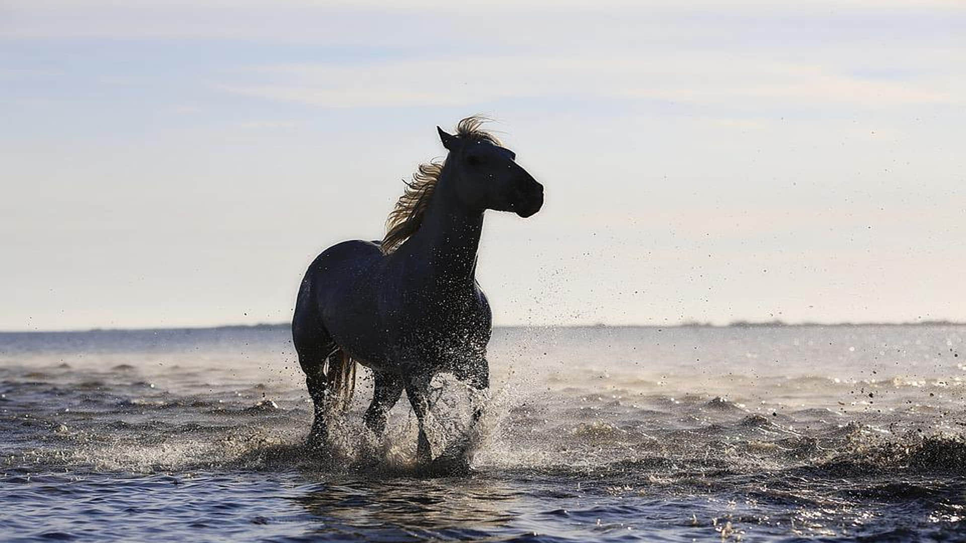 cheating with a person in the black horse purchase in punjab