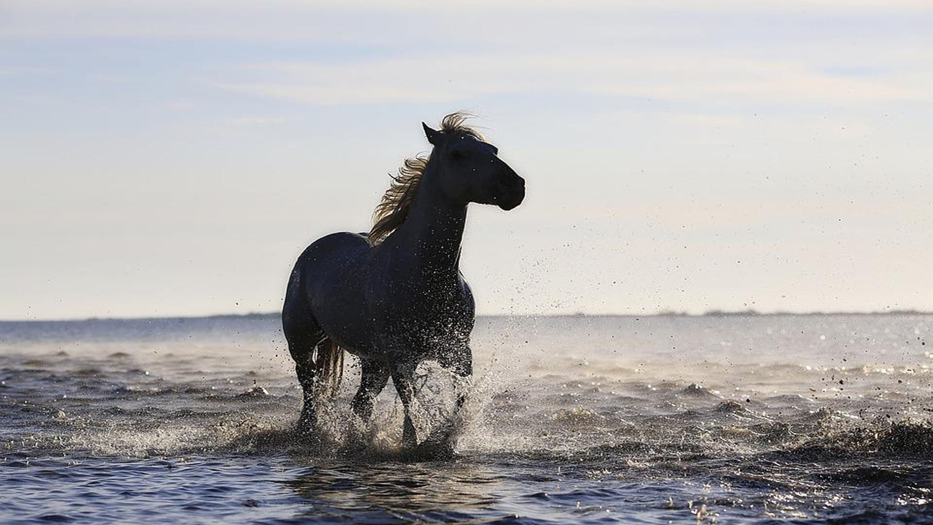 cheating with a person in the black horse purchase in punjab