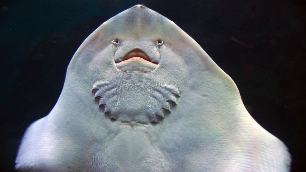 Fish Know Basic Math Can Do Arithmetic Know How They Listed In Organisms That Understand Math