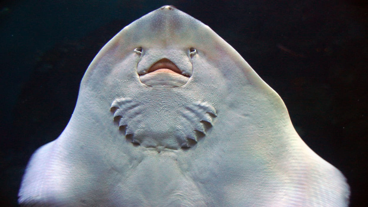 Fish Know Basic Math Can Do Arithmetic Know How They Listed In Organisms That Understand Math