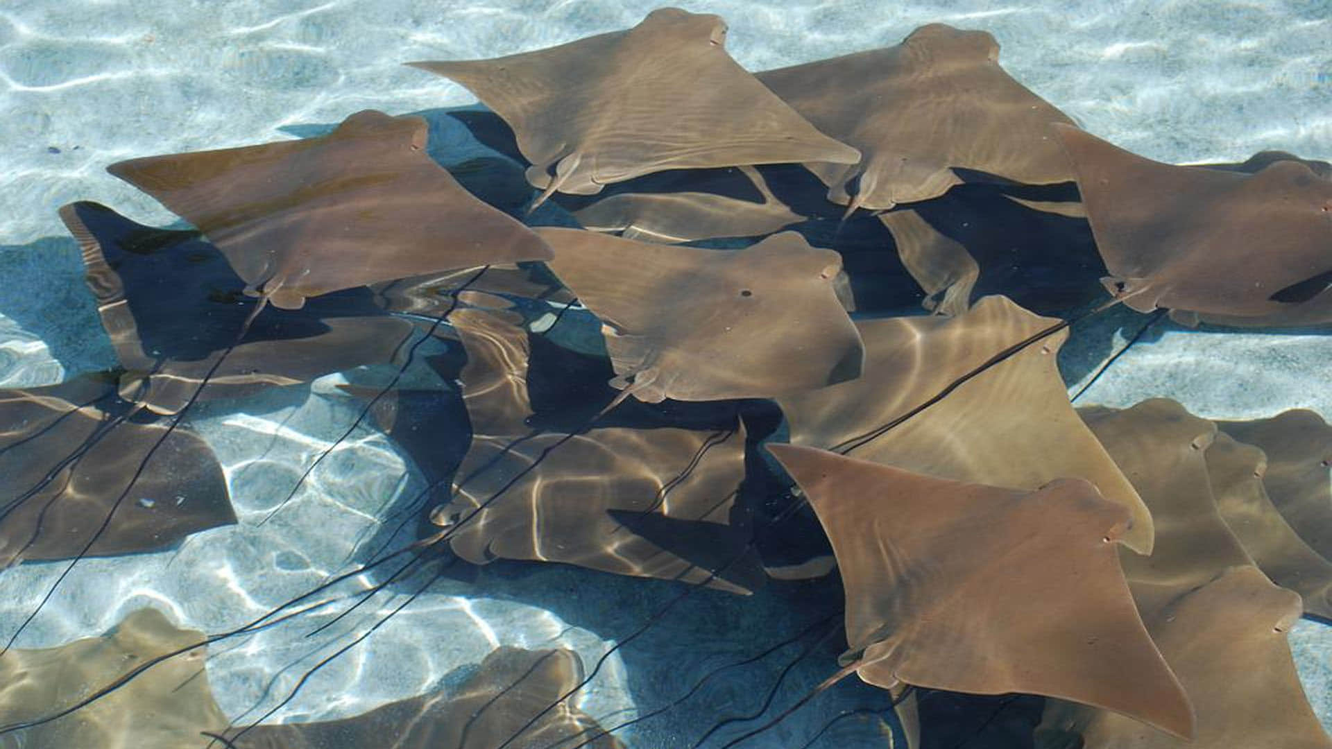 Fish Know Basic Math Can Do Arithmetic Know How They Listed In Organisms That Understand Math