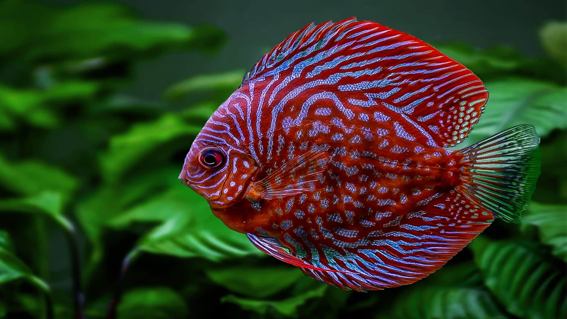 Fish Know Basic Math Can Do Arithmetic Know How They Listed In Organisms That Understand Math