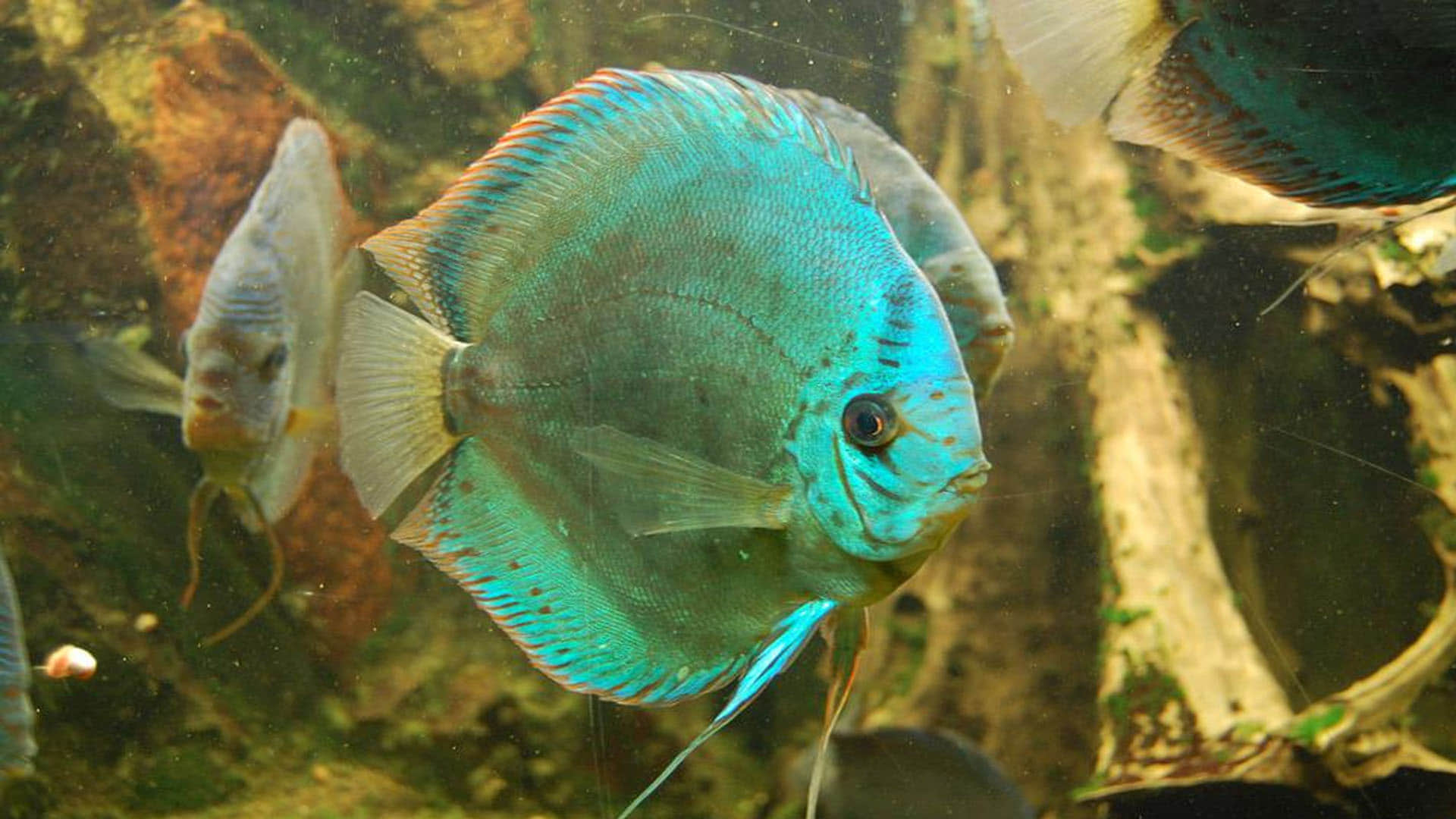 Fish Know Basic Math Can Do Arithmetic Know How They Listed In Organisms That Understand Math