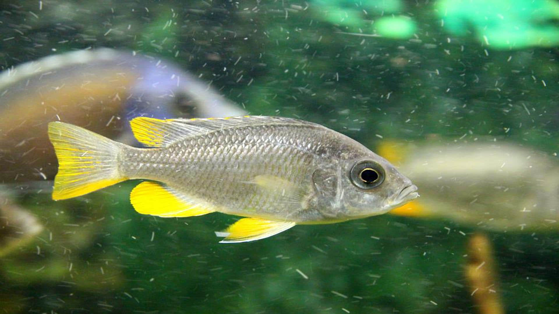 As soon as lack of oxygen in pond it will start raining