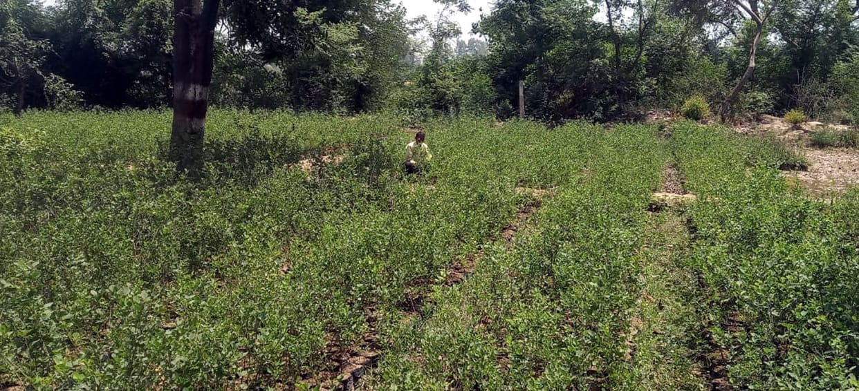 Green cover will be given to improve the health of the land of the district