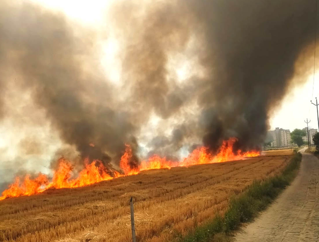 More than 100 bighas of farmers' crop burnt due to electric spark