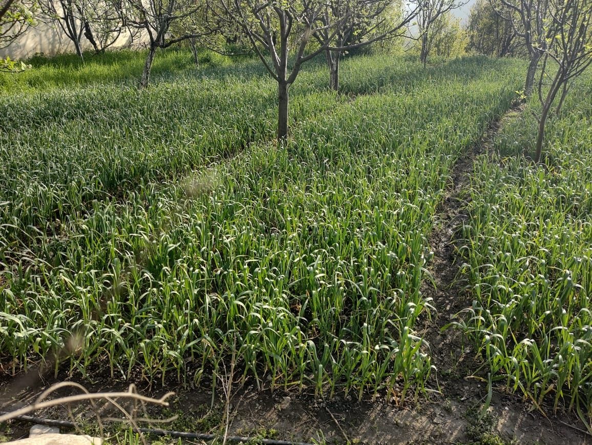 Damage: 40 percent of garlic crop destroyed by drought