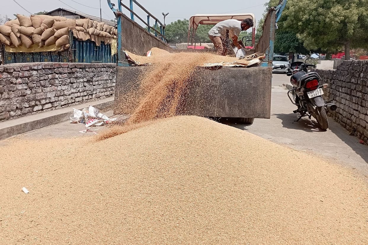 Purchase of Wheet in Rudrapur