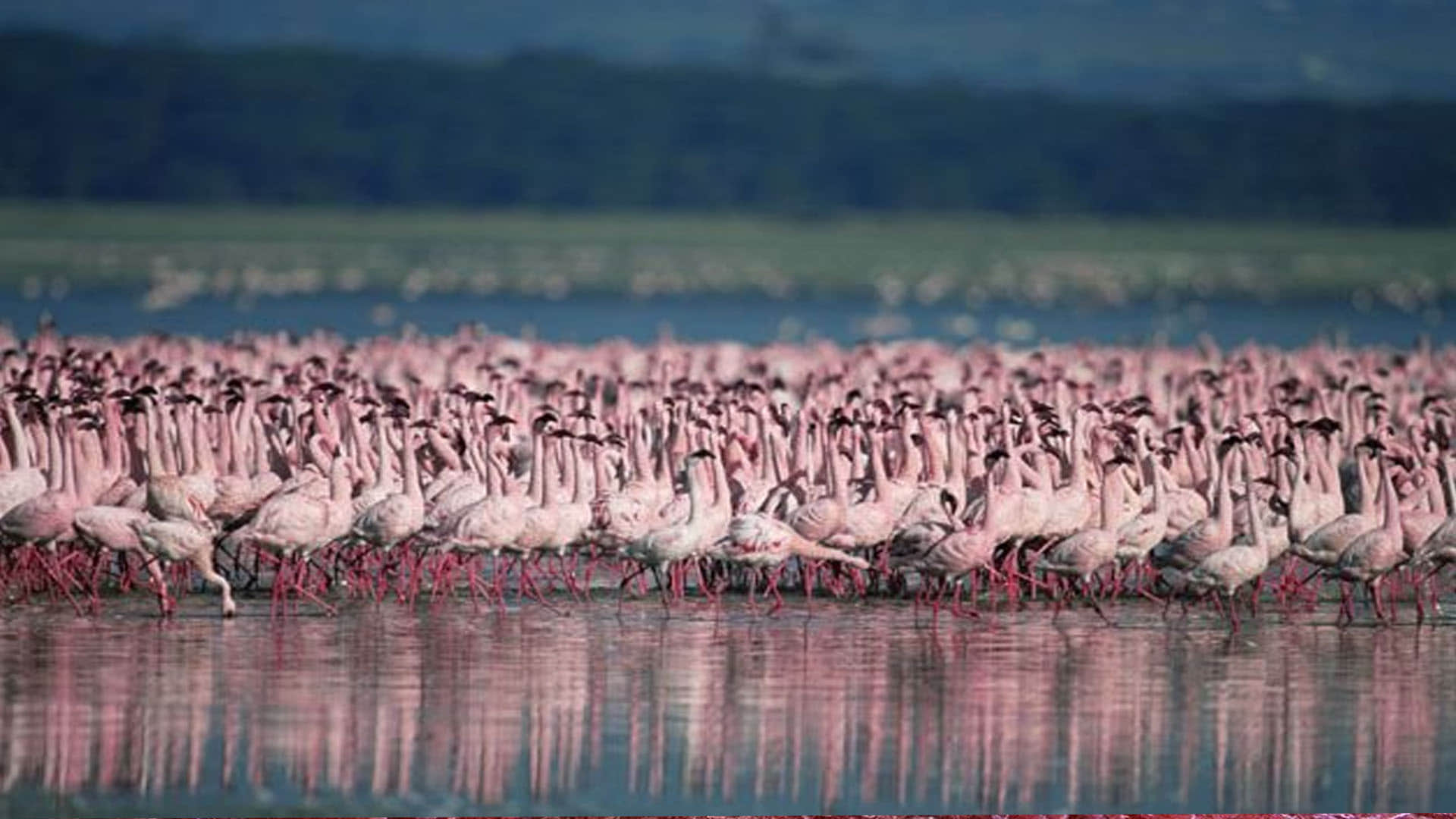 Lake Natron: This is World's Most Dangerous Lake On Jump Become Stone Into It News in Hindi