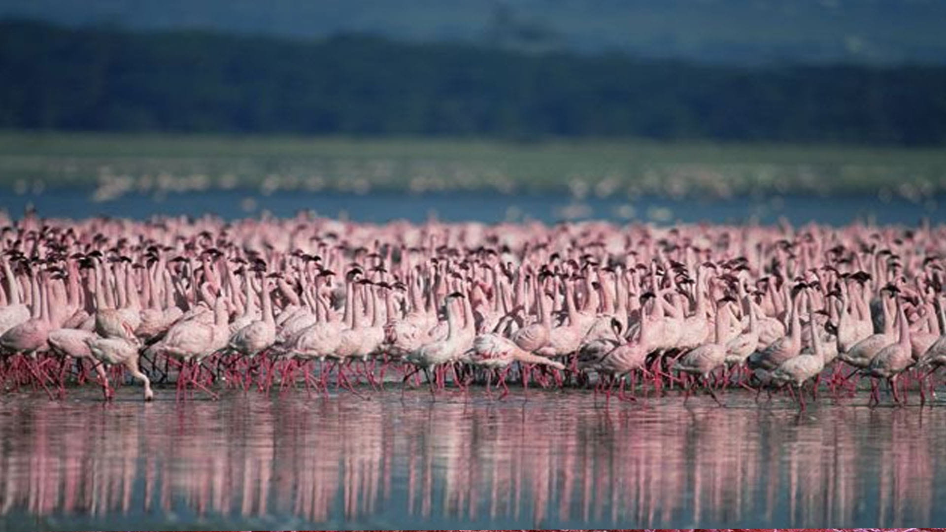 Lake Natron: This is World's Most Dangerous Lake On Jump Become Stone Into It News in Hindi