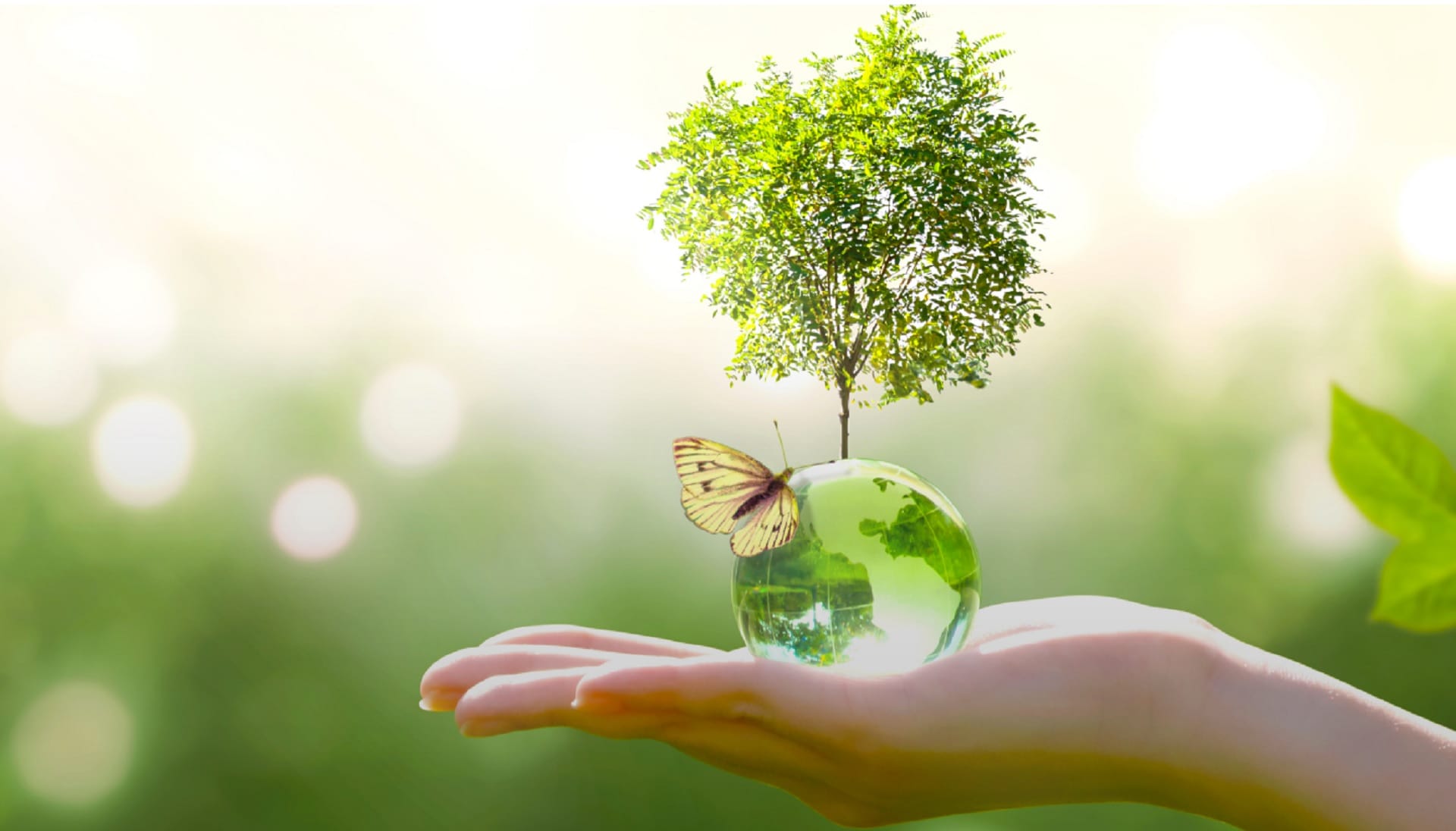 World Earth Day 2024 Theme: Why Earth Day Is Celebrated On 22nd April