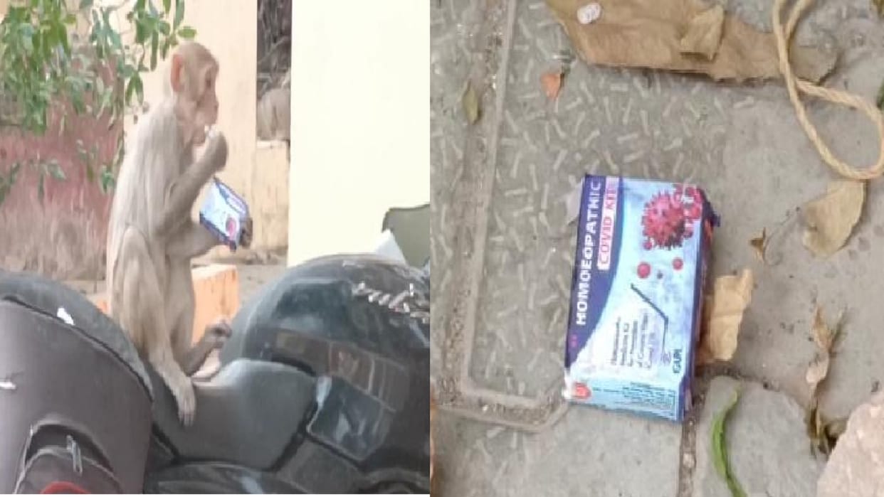 Video of monkeys chewing homeopathic covid kit in Pilibhit goes viral