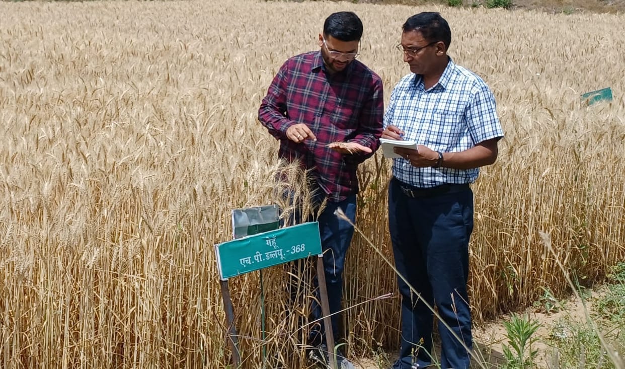 Wheat will no longer get rust disease, scientists have prepared a new variety