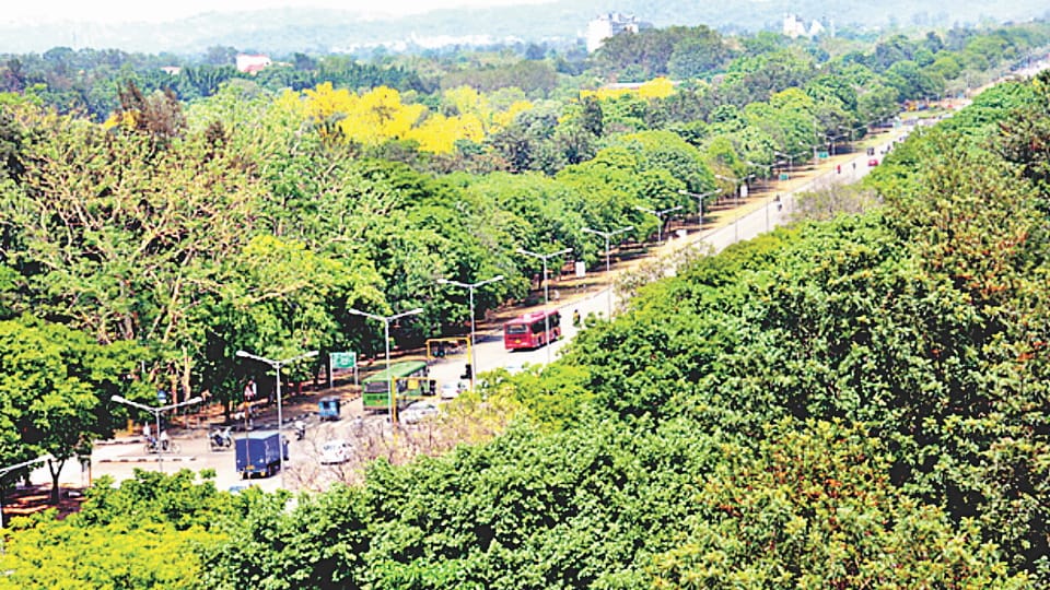 Safeda trees planted in Chandigarh now become threat to ground water