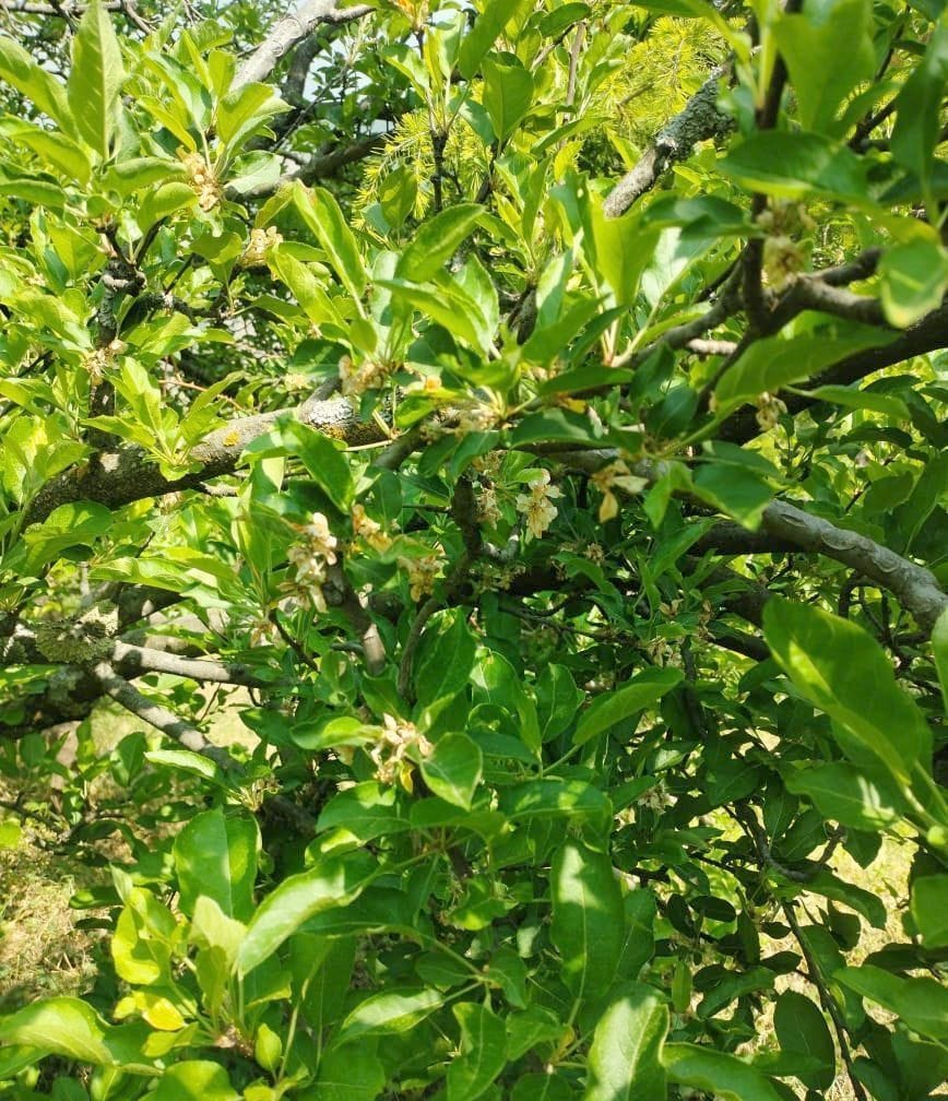 95 percent apple crop destroyed due to drought and hailstorm