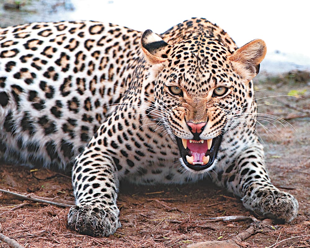 Leopard pounces on laborers peeling sugarcane, one injured