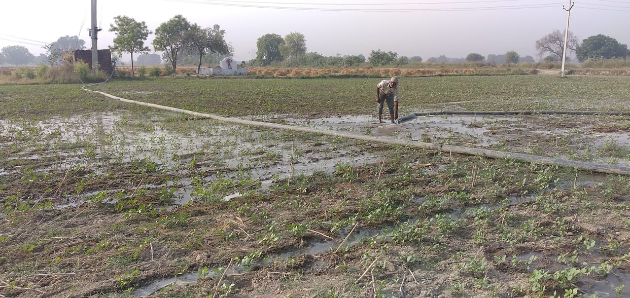 Kanpur Dehat : Insects outbreak in urd and moong crops, farmers forced to irrigate to save crop