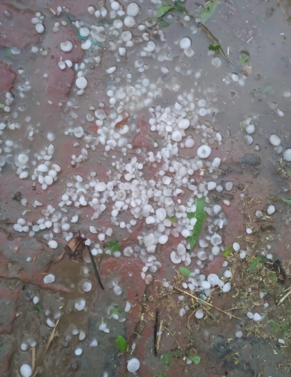 barish,FASAL,garmi
