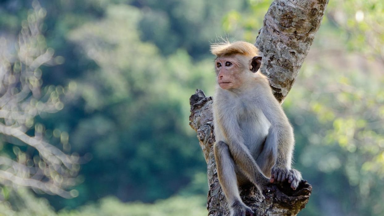 monkey tries kidnapping a 3 year old kid while she was playing in her scooter in China news in Hindi