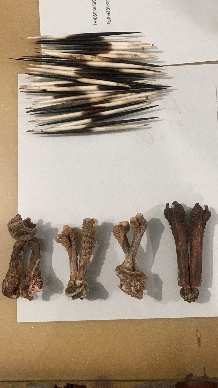 Police remanded the accused of smuggling wildlife parts
