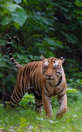 Wildlife habitat snatched away by encroachment on forest land