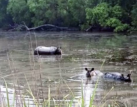 Counting of rhinos completed, now analysis work will be done